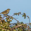 Pipit farlouse dans le marais Breton